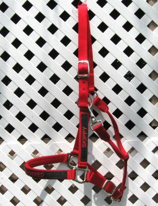 Side View Of Horse Halter