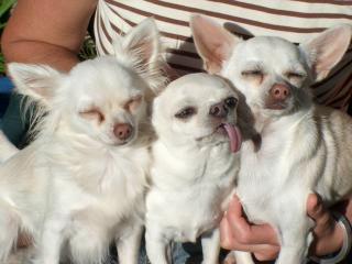 Three Chihuahuas